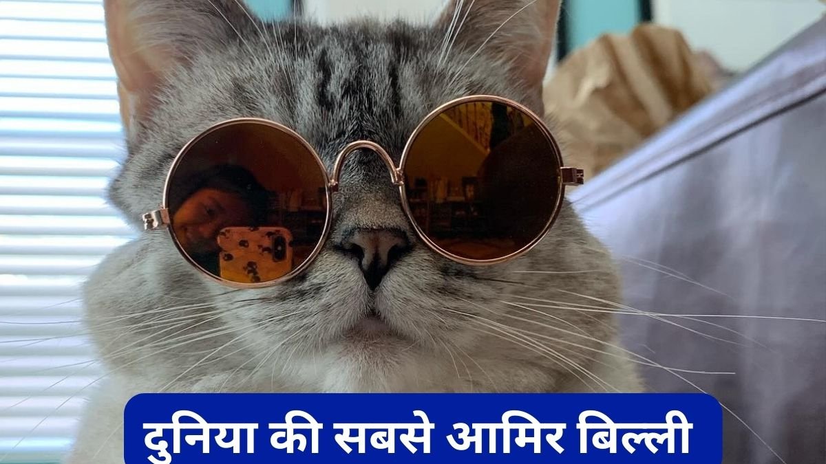 NALA World’s Richest CAT $100 million : दुनिया की सबसे आमिर बिल्ली